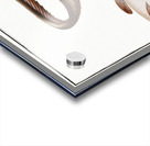 Aspread Platystacus cotylephorus Acrylic print