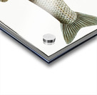 Aspius Cyprinus Aspius Acrylic print