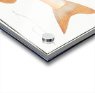 Kyrtus indicus Acrylic print