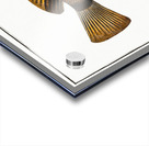 Double-streaked Holocentre Holocentrus fasciatus Acrylic print