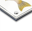 Plumiers Mullet Mugil Plumeri Acrylic print