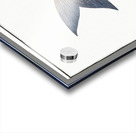 Silver-Pampel Stromateus argenteus Acrylic print