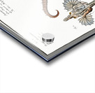 1. 2. Sea Dragon Pegasus Draconis 3. Sea-Horse Syngnathus Hippocampus 4. Sea-Pipe Syngnathus Pelagicus Acrylic print