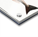 Grey Gurnard Trigla Gurnardus Acrylic print