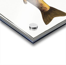 Brown Trout Salmo Fario Acrylic print