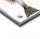 Tub-Fish Trigla Hirundo Acrylic print