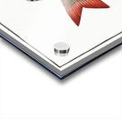 Sparus Brama Acrylic print