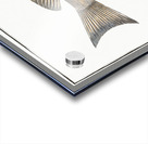 Green coloured Holocentre Holocentrus verescens Acrylic print