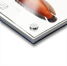 1. Double-Striped Wrasse Labrus bivittatus 2. Great-Scaled Wrasse Labrus macrolepidotus Acrylic print