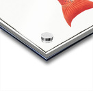 Bodianus Aya Acrylic print