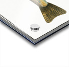 Trout Salmo Fario Acrylic print