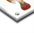 Punctulated Holocentre Holocentrus punctatus Acrylic print