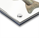 Picke-Perch Perca Lucioperca Acrylic print