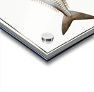 Scad Scomber Trachurus Acrylic print