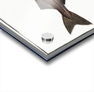 Pollack Gadus Pollachius Acrylic print