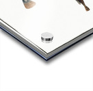 1. Poor Gadus Minutus 2. 3. Toald-Fish Gadus Tau Acrylic print