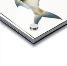 Under-Sword-Fish Esox brasiliensis Acrylic print