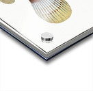 Great-scaled Umber Sciaena macrollpidota Acrylic print