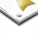 Plumiers Umber Sciaena Plümieri Acrylic print