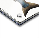 Plumiers Umber Sciaena Plümieri Acrylic print