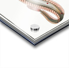 Band-Fish Cepola Tænia Acrylic print