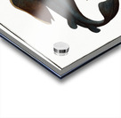 Angel FIsh Squalus Squatina Acrylic print