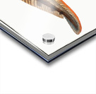 Viviparous Blenny Blennius Viviparus Acrylic print