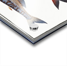 1. Sea-Lizard Salmo Saurus 2. Sea-Sparrow-Hawk Salmo foetens Acrylic print