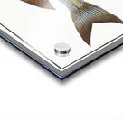 Goldlin Sparus Salpa Acrylic print