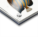 1. Chaetodon octofasciatus 2. Chaetodon annularis Acrylic print