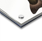 Horned Silure Silurus militaris Acrylic print