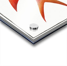 Welshman Holocentrus Sogo Acrylic print