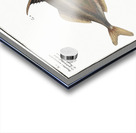 1. Little Old-Wife Balistes Tomentosus 2. Short-nosed tripod fish Balistes biaculeatus Acrylic print