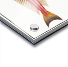 Rochet Trigla cataphracta Acrylic print