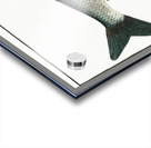 Vimba Cyprinus Vimba Acrylic print