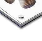 Holocentre of Surinam Holocentrus surinamensis Acrylic print