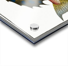 Flying-Fish Trigla volitans Acrylic print