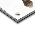 Mingo Balistes Monoceros Acrylic print