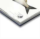 1. Herring Clupea Harengus 2. Sprat Clupea Sprattus Acrylic print