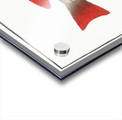 Five-striped Holocentre Holocentrus quinquelineatus Acrylic print