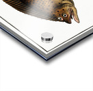 Pleuronectes macrolepidotus Acrylic print