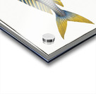 Plumiers Mackrel Scomber Plumieri Acrylic print