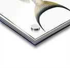 Sea Pea-Cock Coryphaena Plumieri Acrylic print