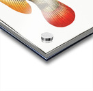 Johns Grunt Anthias Johnii Acrylic print