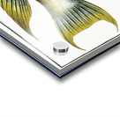 Sparus falcatus Acrylic print