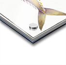 Kings fish Scomber regalis Acrylic print