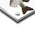 Pike Esox Lucio Acrylic print