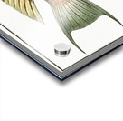 Sparus Chlorourus Acrylic print