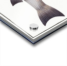 Mullet Mugil cephalus Acrylic print