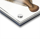 Sole Pleuronectes Solea Acrylic print